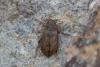Helophorus sp.